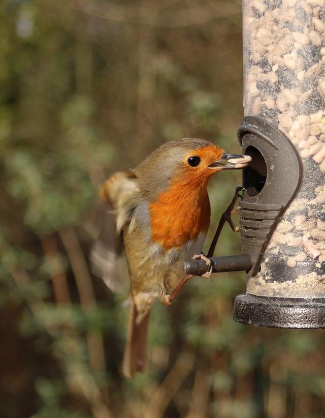 A habitat provides organisms with food, shelter and a place to live. Which of the following might be the habitat of a robin?