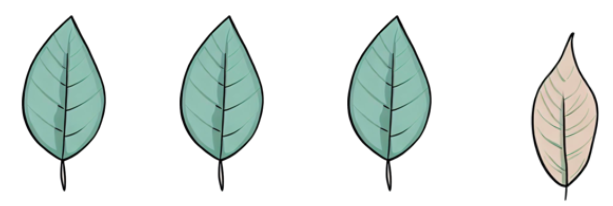 An image in a quiz