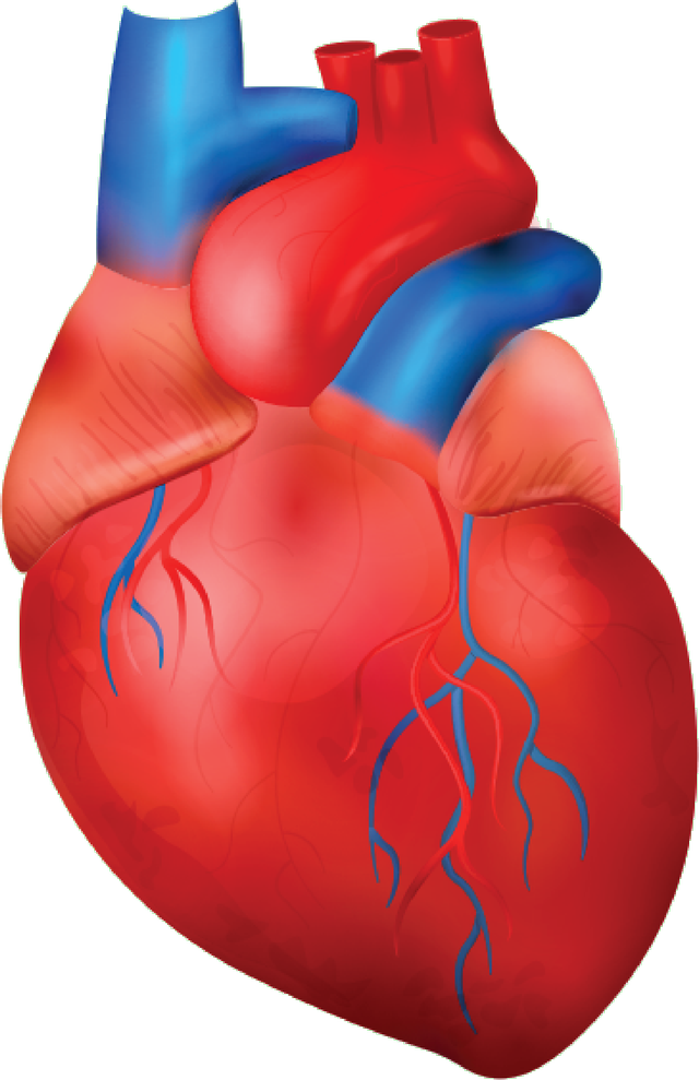 What is the role of the coronary arteries?