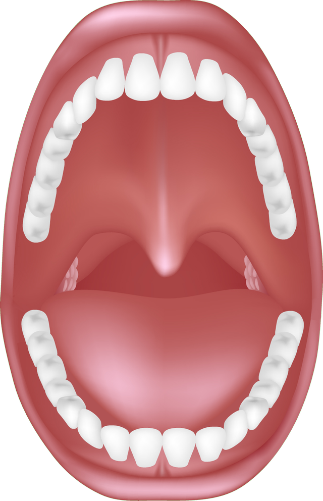 What is the name of the bumpy teeth found at the back of the jaw?