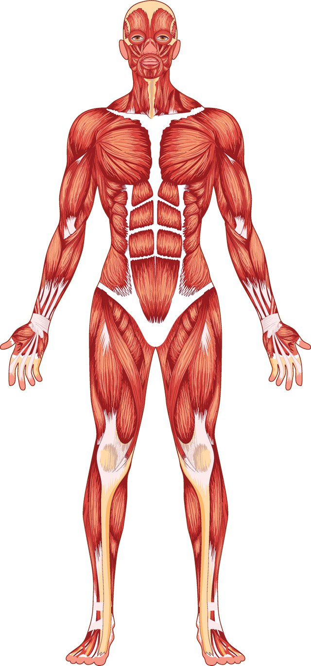 Which of these statements describes the muscles in your body?