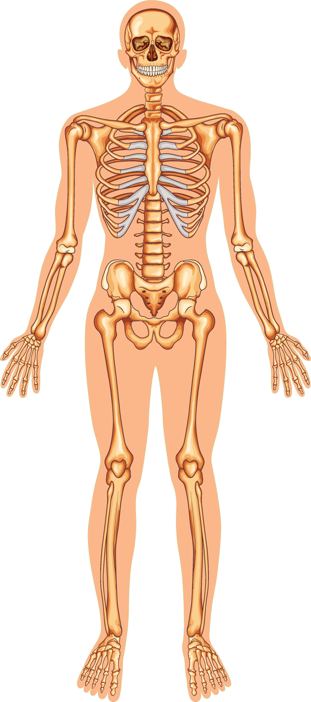 Why is your skeleton important?