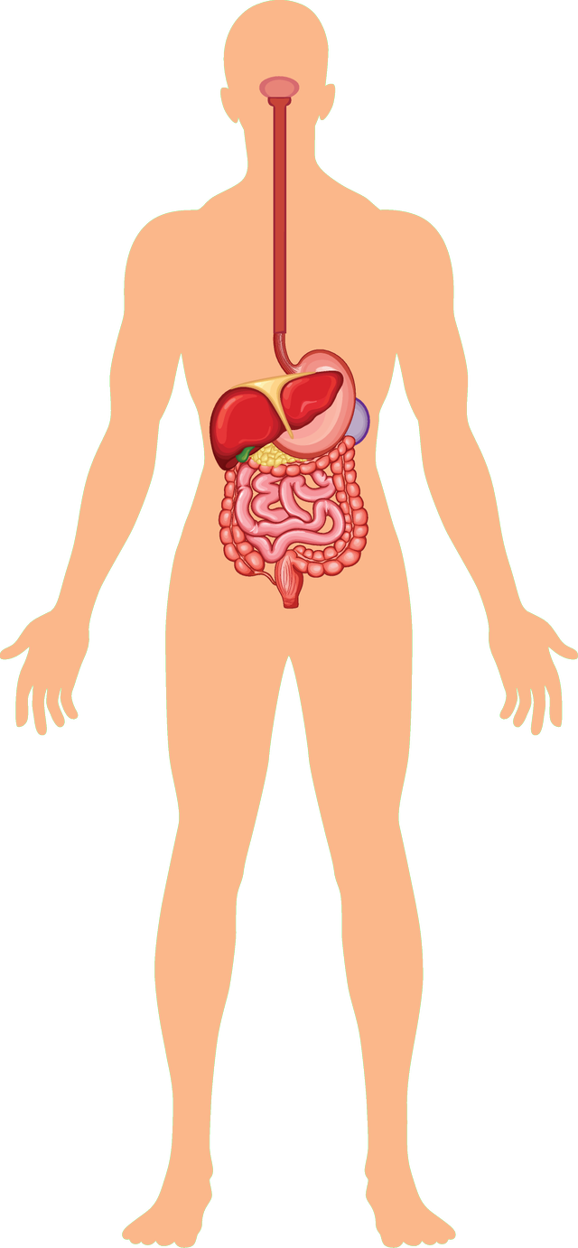 Put these in order to show the path of food through the body.