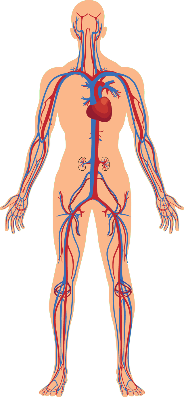 What is blood transported around the body in?