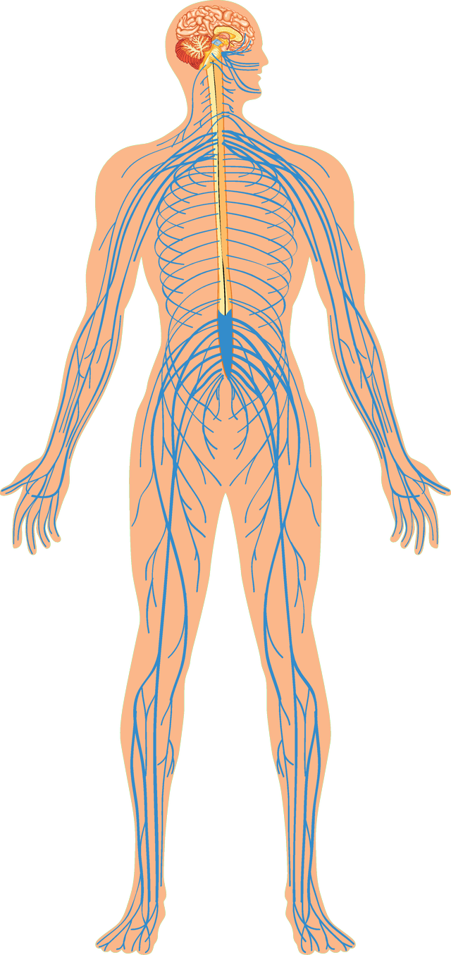 What makes up the central nervous system?