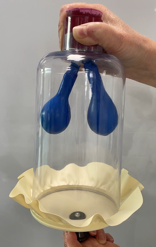 What does the glass bell jar in this model of breathing represent?