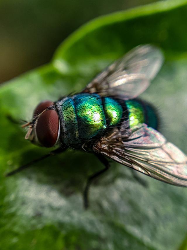 fly