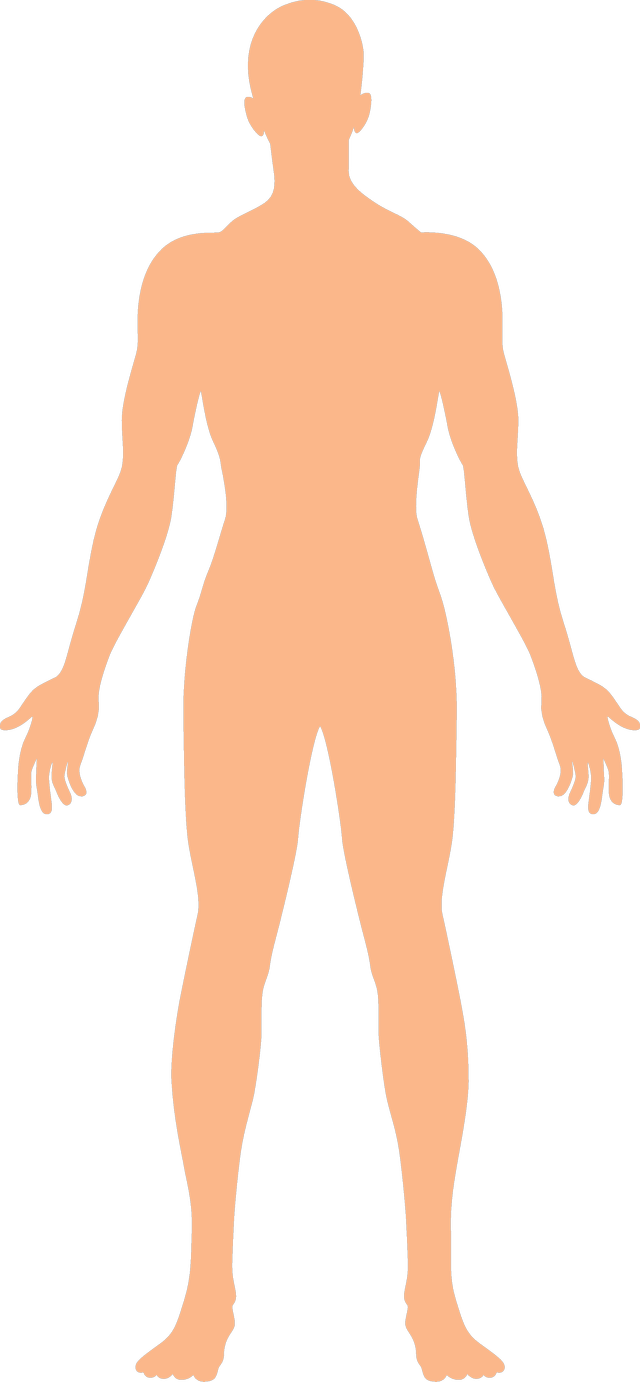 Where in the human body would you find your teeth?