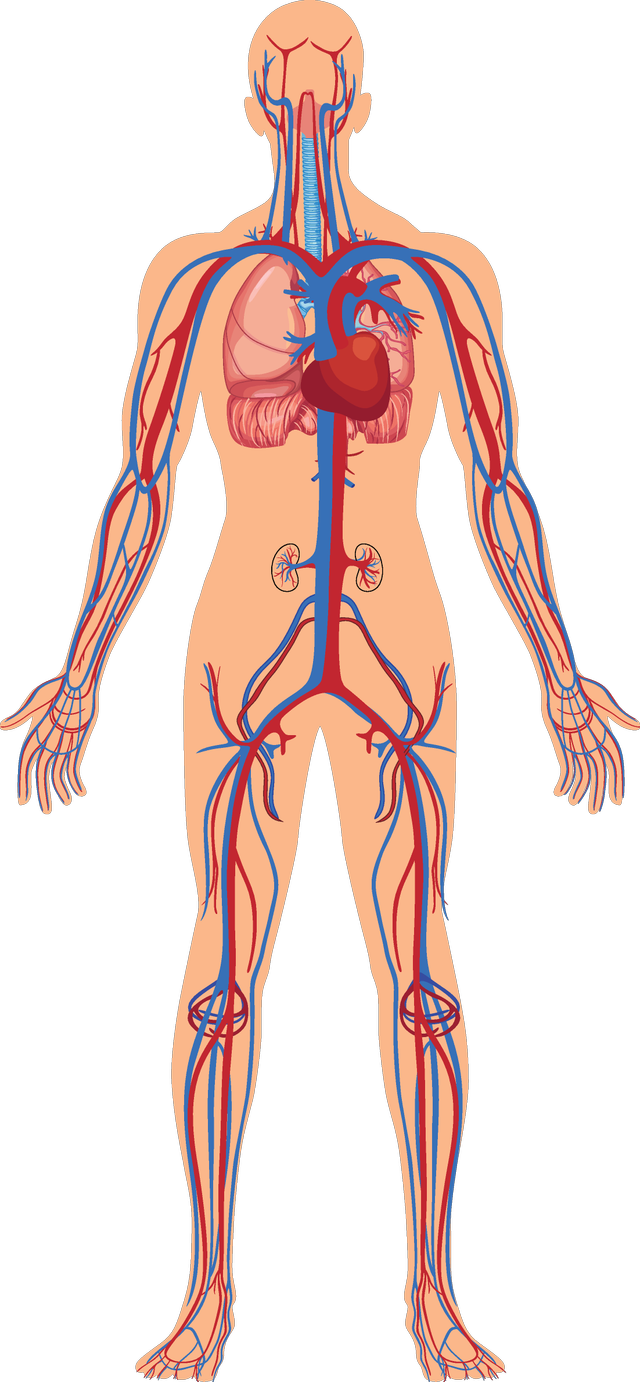 Starting with 'blood collects oxygen from the lungs', put these processes in the correct order as part of the human circulatory system.