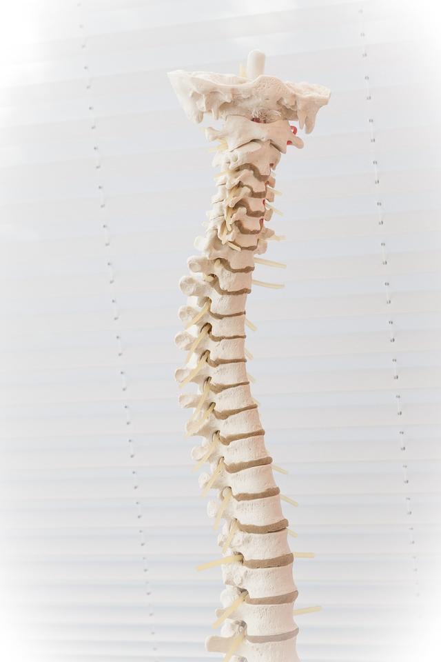 Order these vertebrate animals from shortest to longest spine.