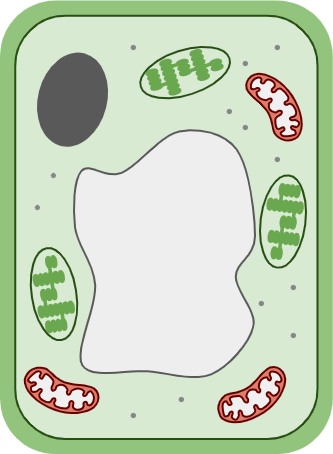An image in a quiz