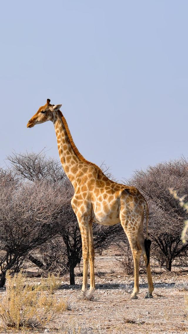 giraffe