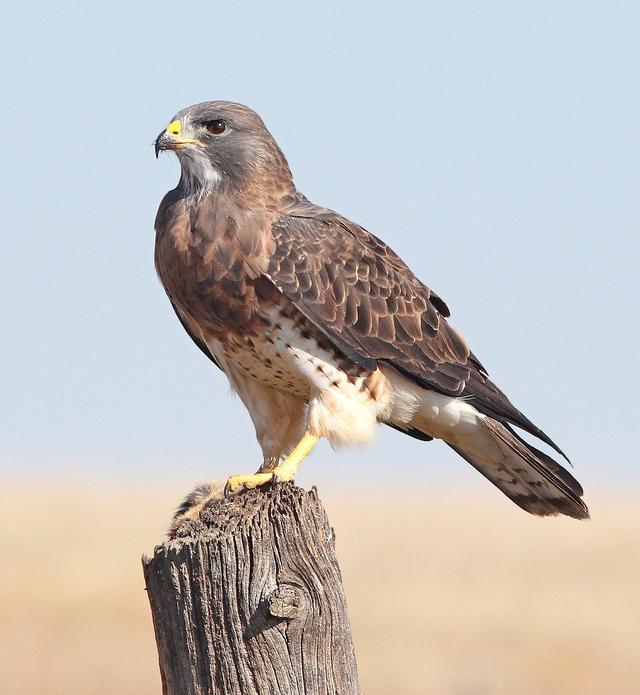 Which of these characteristics is not common for all birds?