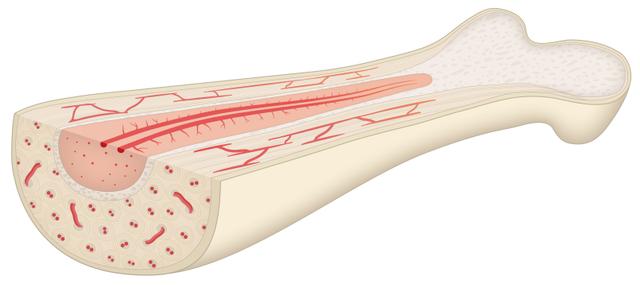 Our bones change and grow. This means that bone is a <span class="blank">______</span> thing.