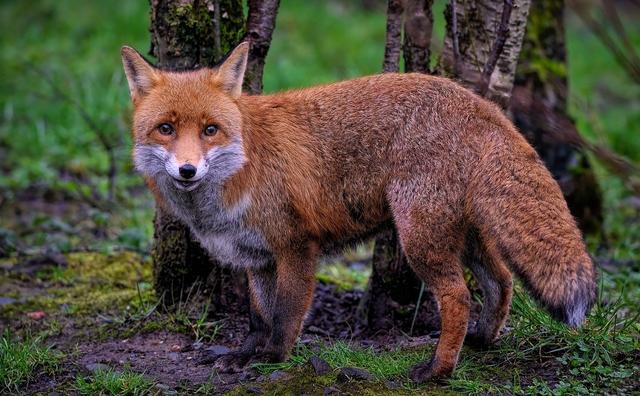 a fox