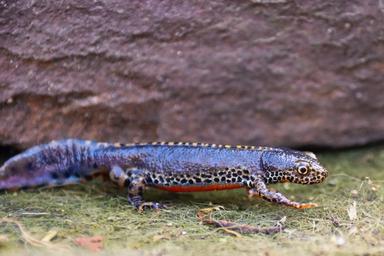Lesson: Amphibian life cycles | KS2 Science | Oak National Academy