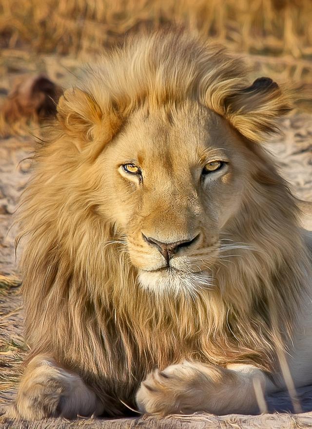How many chromosomes will a lion's egg and sperm cells have? A lion's body cell contains 38 chromosomes.