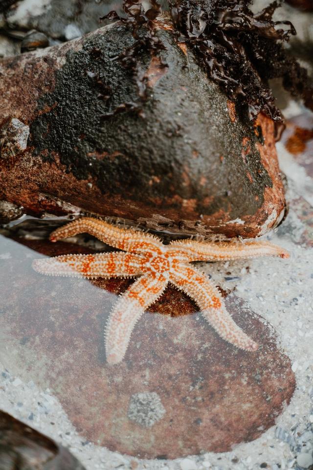 starfish