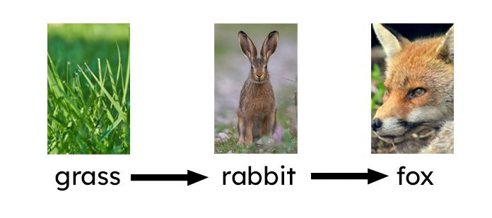 An image in a quiz