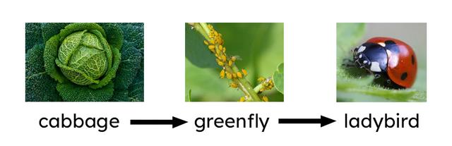 Which organism is the producer in this food chain?