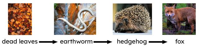 How many prey are there in this food chain?