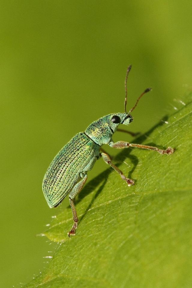 What are insect antennae for?
