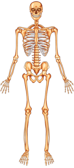 An image in a quiz