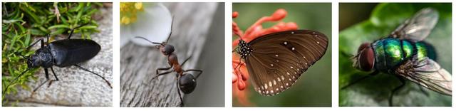 What are the names of these common insects?