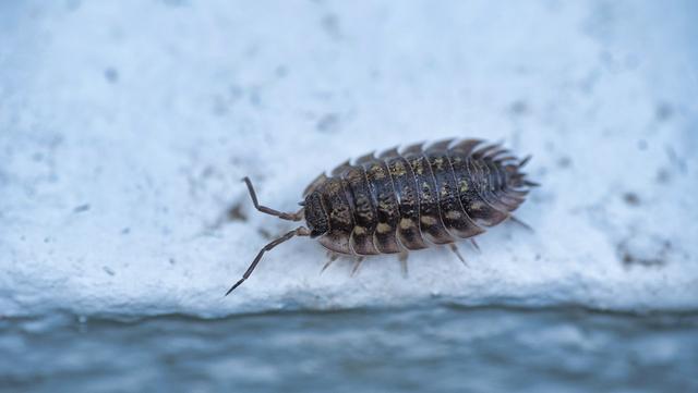 Which of these names is the correct binomial name for this organism?