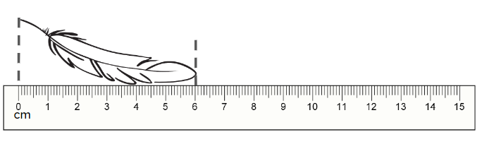 An image in a quiz