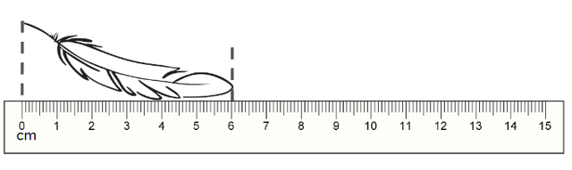 What is the length of this feather?