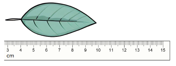 An image in a quiz
