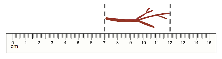 An image in a quiz