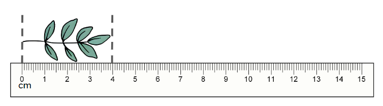 An image in a quiz