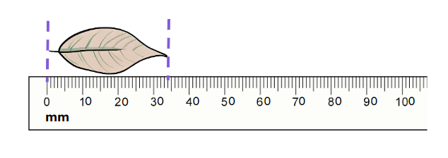An image in a quiz