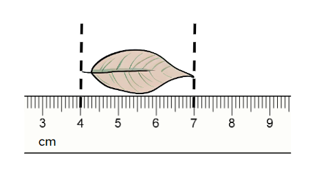 An image in a quiz