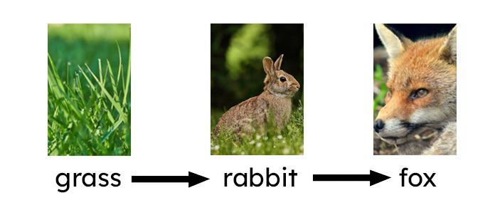 An image in a quiz