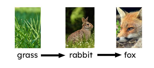Which living things are consumers in this food chain?