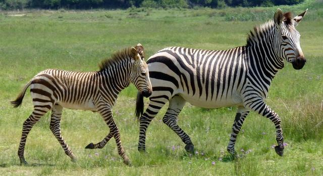True or false? All animal offspring look like their parents.