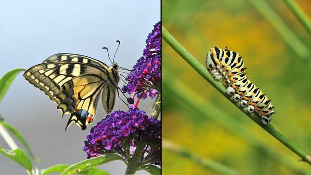 When we sort animals by their stage of growth, we put them into which groups?