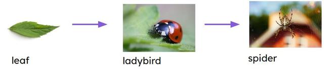 Which living thing could be next in this food chain?