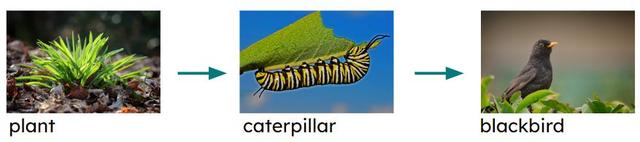Which living thing is prey in this food chain? Plant → caterpillar → blackbird.