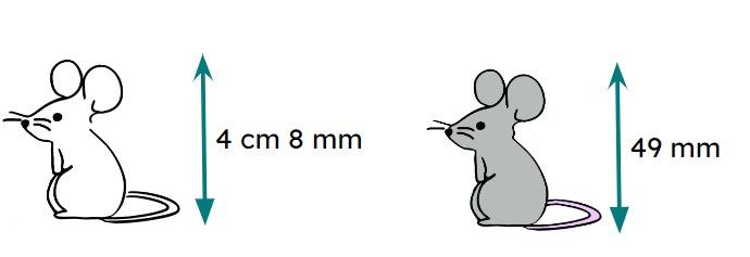 An image in a quiz