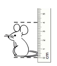 An image in a quiz