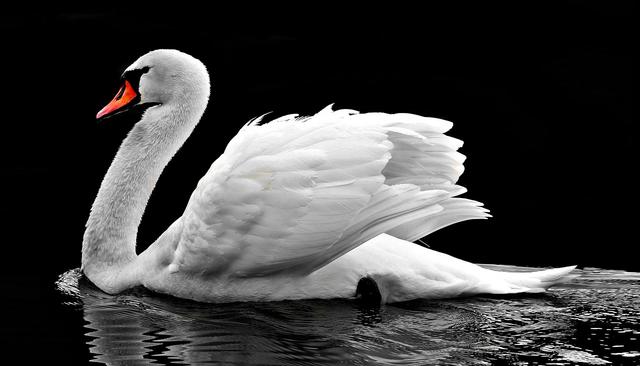 Birds bones are different to other animal bones because they are...