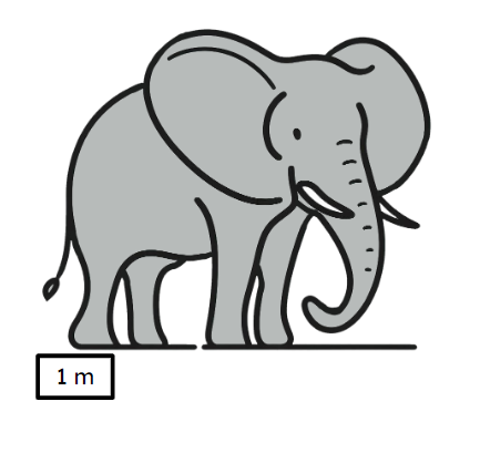 An image in a quiz