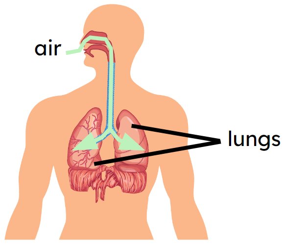 An image in a quiz