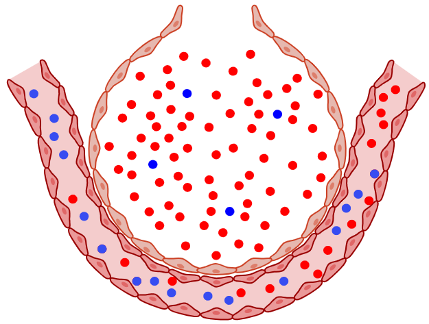 An image in a quiz
