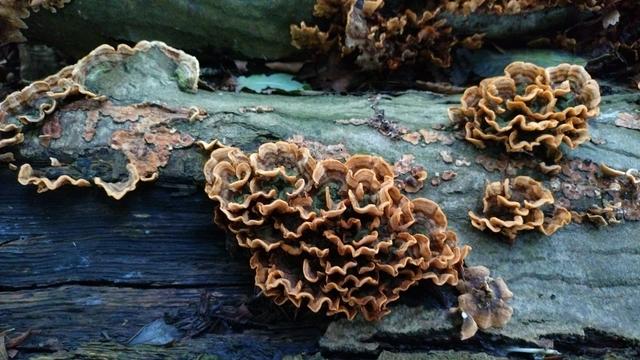 True or false? Bacteria and fungi are decomposers.