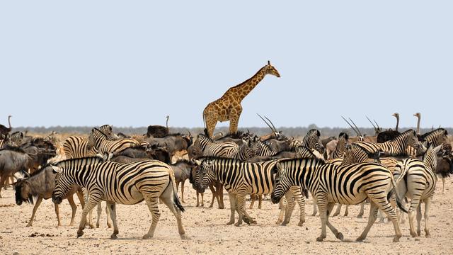 Which of these are animals?